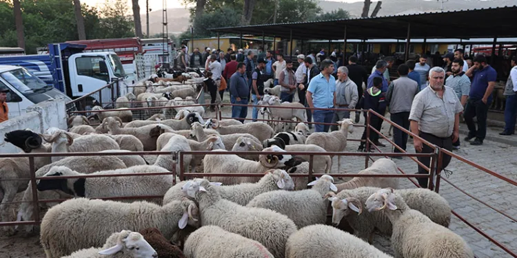 Aydın’da kurbanlıklar pazara indi