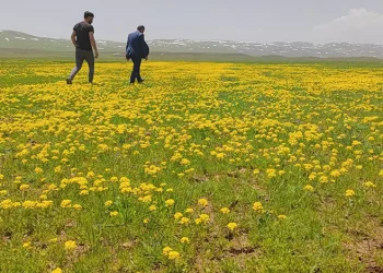 Sütey Yaylası sarıya boyandı
