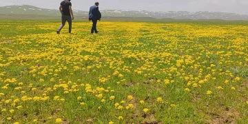 Sütey Yaylası sarıya boyandı