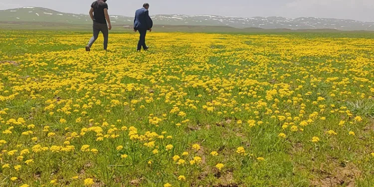 Sütey Yaylası sarıya boyandı