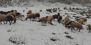Mayıs ayında yağan kar besicilere zor anlar yaşattı