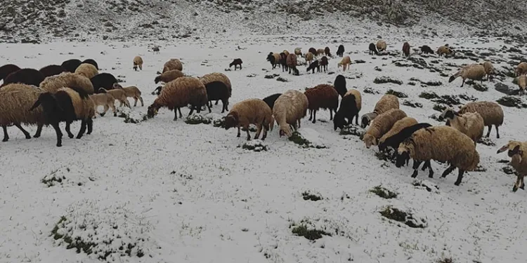 Mayıs ayında yağan kar besicilere zor anlar yaşattı