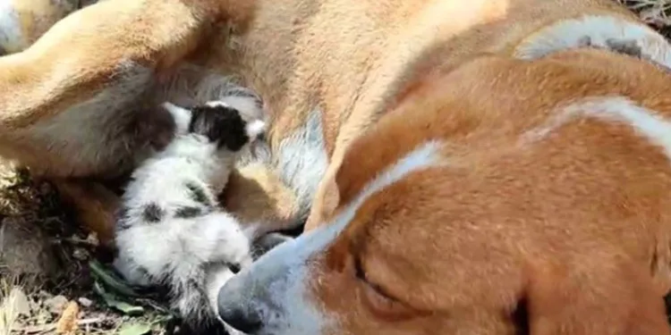 Yavru kediye, köpek annelik yapıyor