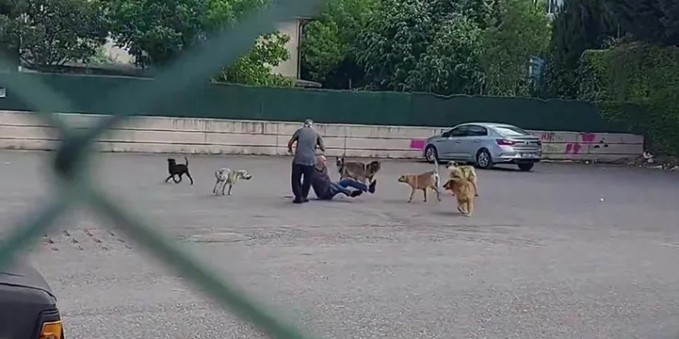 Sokak ortasında 10 köpeğin saldırısına uğradı