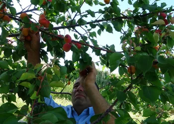 Erkenci kayısıda hasat zamanı