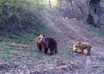 Bozayı ve yavrusunun yemek arayışı fotokapanla görüntülendi