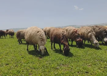 Besiciler yaylaya çıkmaya başladı
