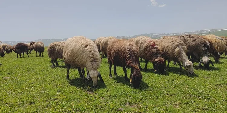 Besiciler yaylaya çıkmaya başladı