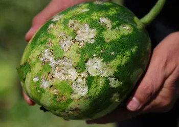 Dolu yağışı tarım arazilerine zarar verdi