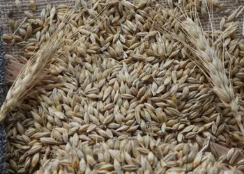 2024 sezonunun ilk arpa hasadı