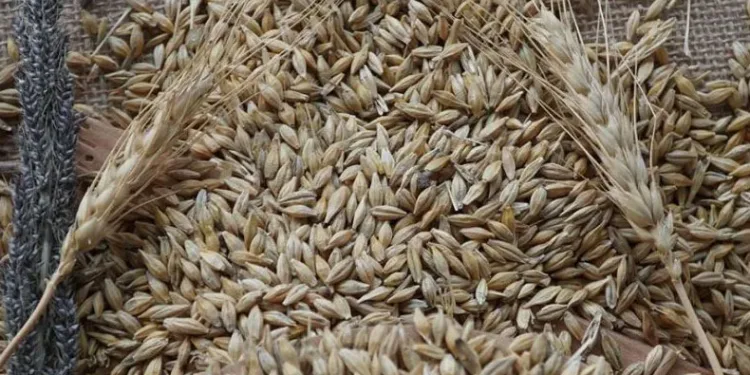 2024 sezonunun ilk arpa hasadı
