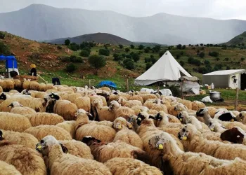 Üreticiler dışarıdan getirilen peynirlerden muzdarip
