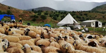 Üreticiler dışarıdan getirilen peynirlerden muzdarip