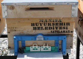 Manisalı arıcılara ana arı desteği