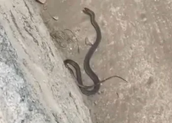İki farklı ilçede yılan paniği