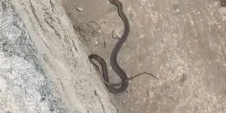 İki farklı ilçede yılan paniği