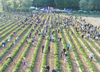 Çilek köyünde yarın hasat var