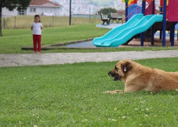 5 yaşındaki kız, çocuk parkında köpeğin saldırısına uğradı