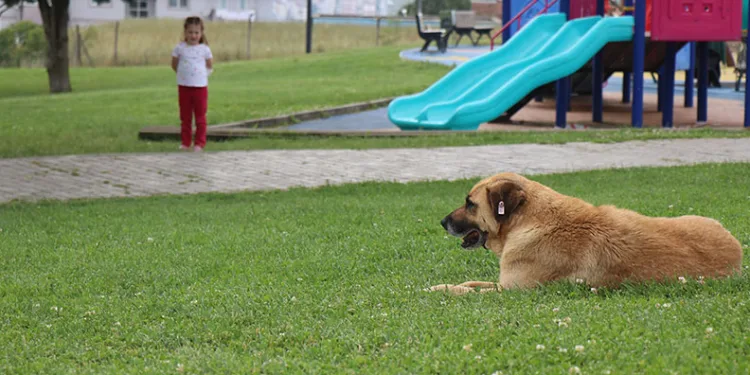5 yaşındaki kız, çocuk parkında köpeğin saldırısına uğradı