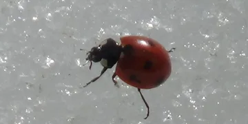 Van’da doğa canlandı
