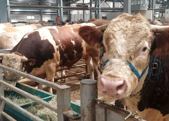 Kurban pazarında hareketlilik başladı
