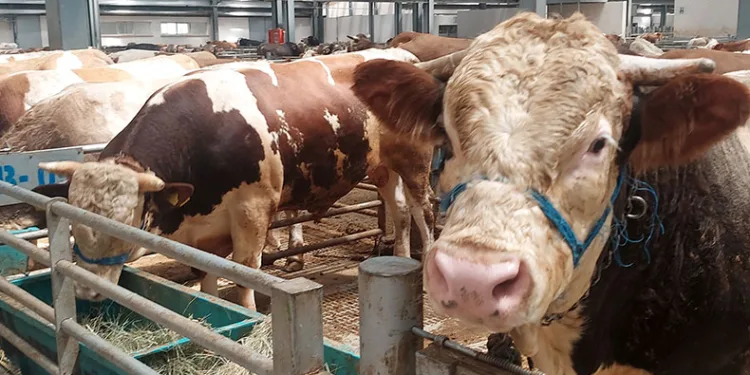 Kurban pazarında hareketlilik başladı