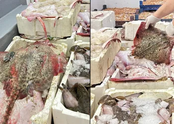 Bursa’da kaçak avcılara geçit yok