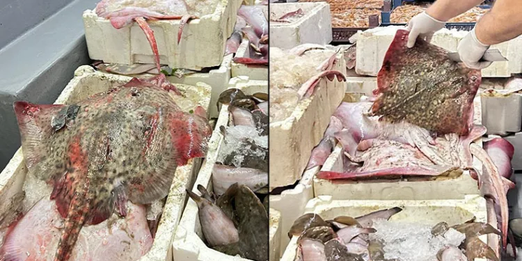 Bursa’da kaçak avcılara geçit yok