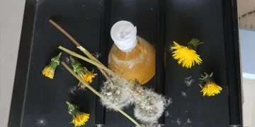 Doğada ki şifa, “Karahandiba”