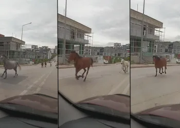 Başıboş atlar cadde üzerinde dörtnala koştu
