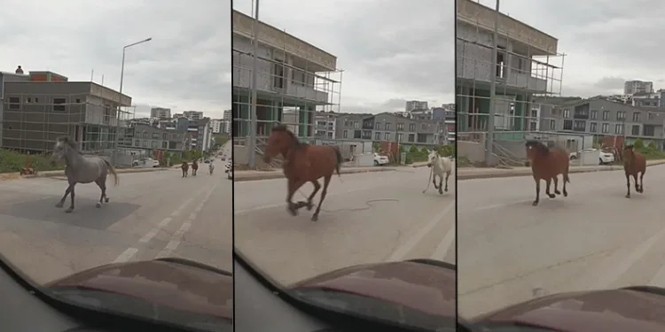Başıboş atlar cadde üzerinde dörtnala koştu