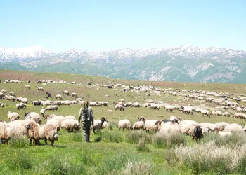 Şenyayla çocuk ve kuzularla şenlendi