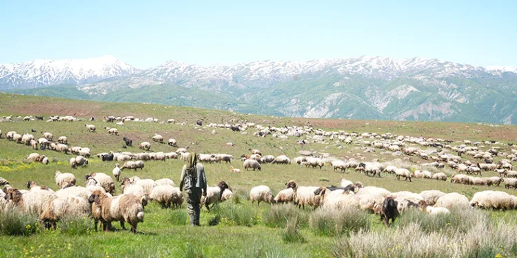 Şenyayla çocuk ve kuzularla şenlendi