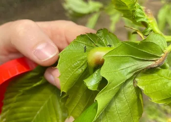 Arıcılık faaliyetlerini etkiliyor