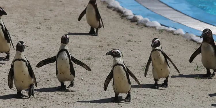 Bursa’da penguen ailesine 2 yeni üye