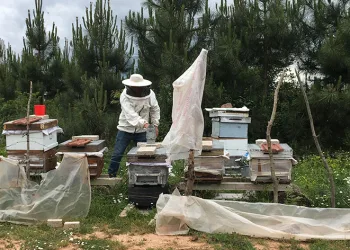 Kovanları parçalandı, arıları telef oldu