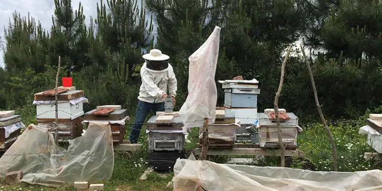 Kovanları parçalandı, arıları telef oldu