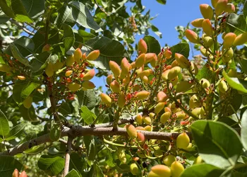 Dedesinin diktiği fıstık ağaçlarına gözü gibi bakıyor