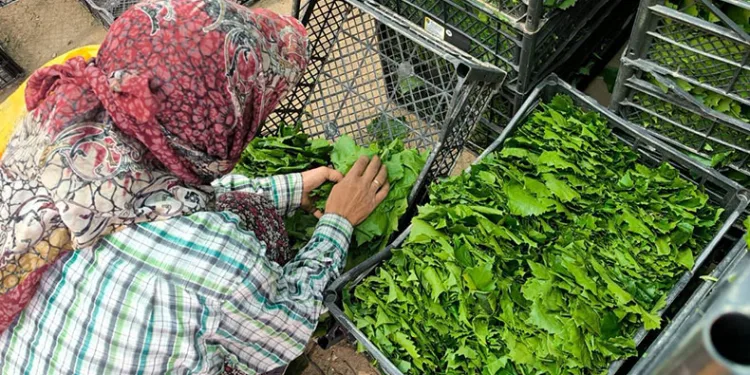 Asma yaprakları ailelerin ekonomisine büyük katkı sağlıyor