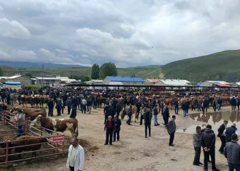 Kurbanlıklar görücüye çıktı
