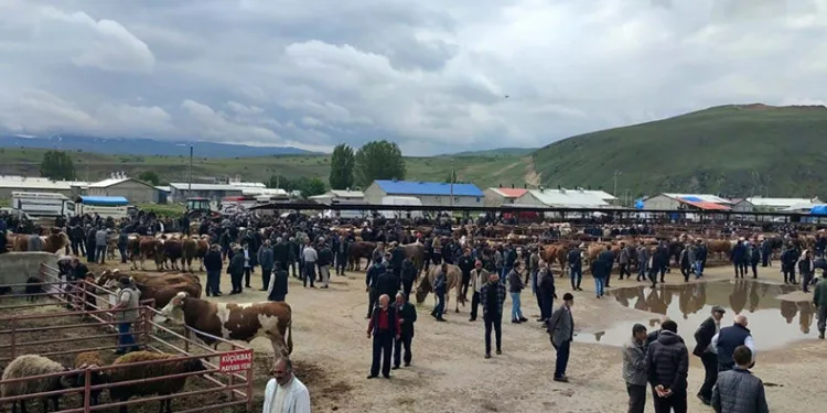 Kurbanlıklar görücüye çıktı