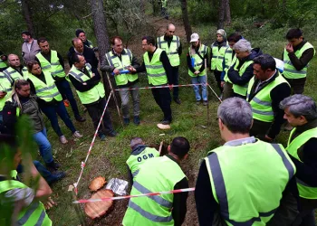 Balıkesir’de hızlı gelişen tür ağaçlandırmaları gözlem altında