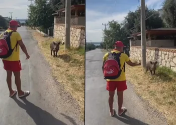 Aç kalan domuzu bisküvi ile besledi