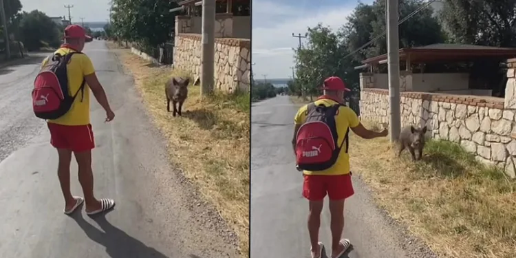 Aç kalan domuzu bisküvi ile besledi