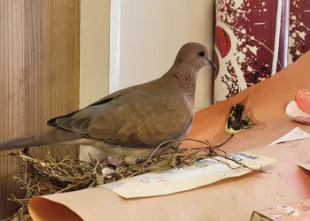 Sınıfın davetsiz misafiri yusufçuk kuşu