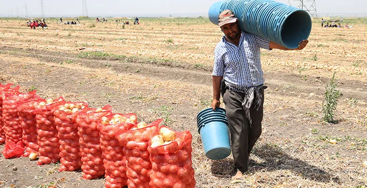 Soğan fiyatları tarlada 5 lira