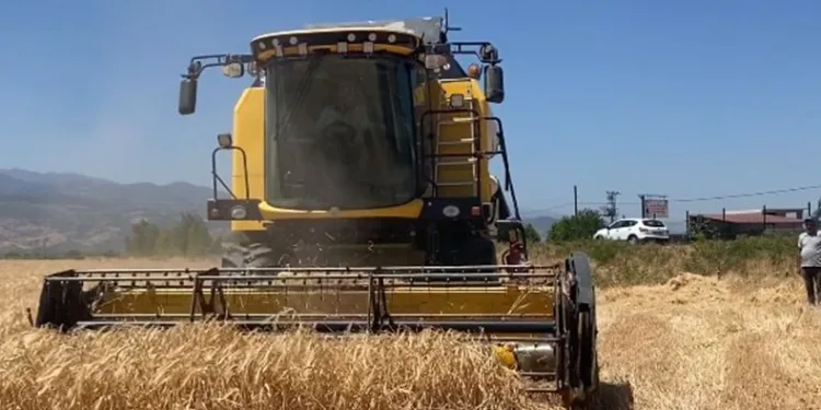 Alaşehir’de arpa hasadı başladı
