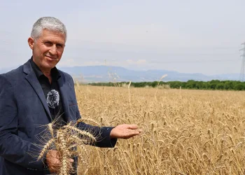 Buğday rekoltesi yüz güldürdü