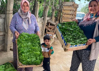 Alaşehir’de asma yaprağı ihracatı artıyor