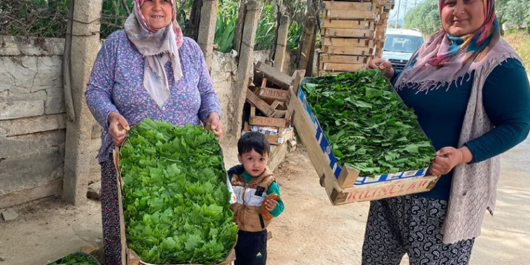 Alaşehir’de asma yaprağı ihracatı artıyor